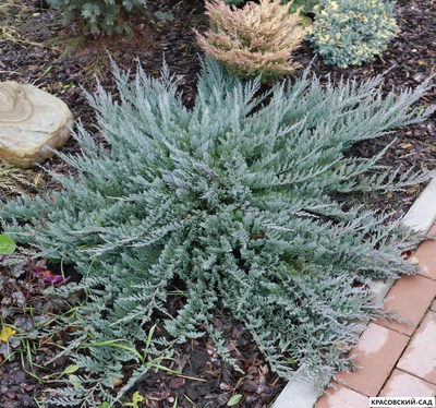 Можжевельник горизонтальный Блю Чип - Blue Chip