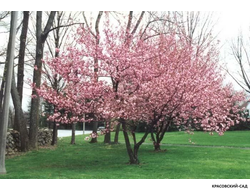 Вишня Канзан - Kanzan