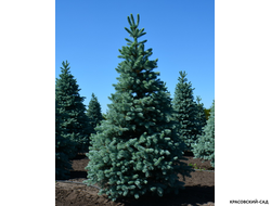 Ель колючая Бэйби Блю Айз