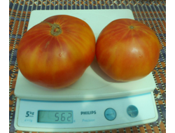 Томат Желто-оранжевые от Умриловой