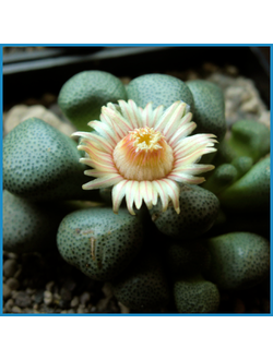 Aloinopsis schooneesii