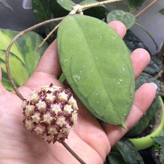 Hoya sp. Borneo EPC-953