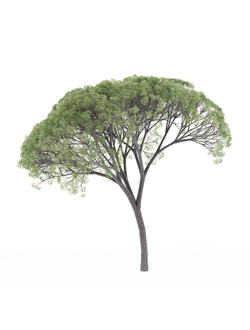 Лиственные деревья