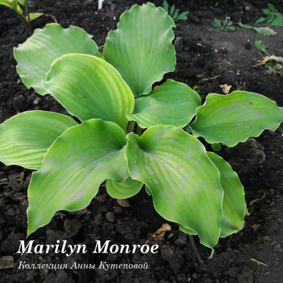 Хоста Marilyn Monroe