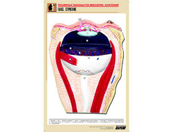 Рельефная таблица "Глаз. Строение" (формат А1, матовое ламинир.)