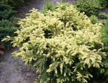 &quot;Элегантиссима&quot; тис ягодный (Taxus baccata Elegantissima)  (10-20см)