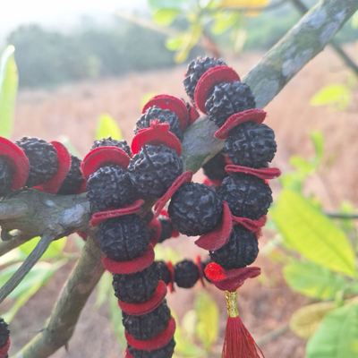 Четки Premium quality из натуральной крупной Рудракши 108 бусин черные