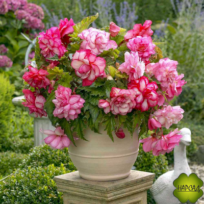 КЛУБНИ. Бегония ампельная Pink Balcony (Пинк Балкони) (В НАЛИЧИИ С 1 МАРТА 2025)