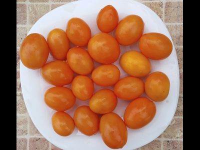 Томат Супер балконный оранжевый