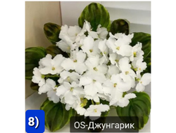 08) OS-Джунгарик (дет)