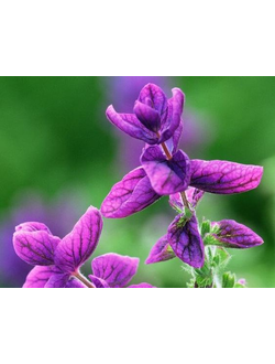 CLARY SAGE EO FRANCE (Шалфей 100% эфирное масло)