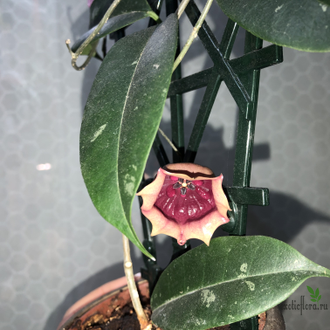 Hoya wallichii subsp. tenebrosa