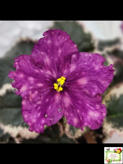 ВаТ-Калейдоскоп (Т. Валькова) 2015 г.