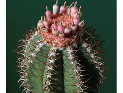 Melocactus matanzanus - 10 семян