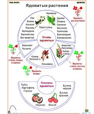 Ядовитые растения  (11 шт), комплект кодотранспарантов (фолий, прозрачных пленок)