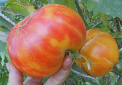 Томат Золотой ананас (Golden Pineapple)