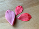 Молд «Лепесток бегонии #8» (ELF_decor)