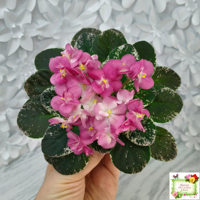 ML-Мама Ирочка (Miniviolets Lux) 2023 г.