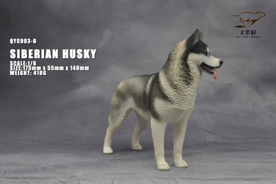 Сибирская хаски (серая) - Коллекционная ФИГУРКА 1/6 scale Husky (QYC003D) - QuanYingCun