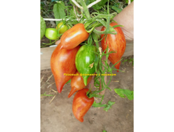 Томат Розовый фламинго полосатый