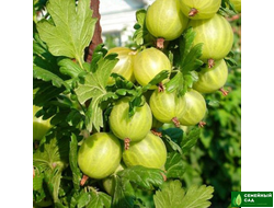 Крыжовник "Берилл"