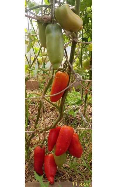 Томат Сибирский казак