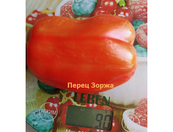 Перец сладкий Зоржа