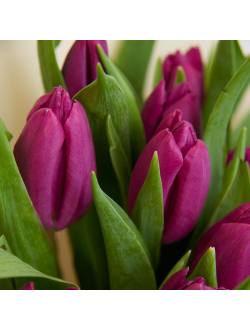 15 сиреневых тюльпанов