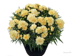 Гвоздика Sunflor Amber
