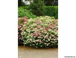 Спирея японская Генпей  Купить в красовский-сад.рф