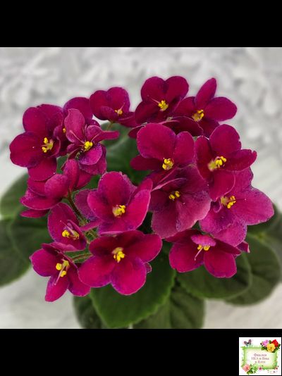 Mac’s Paisley Pattern (G.McDonald)