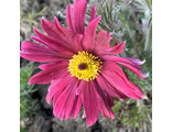 Pulsatilla Папагено яркий красный