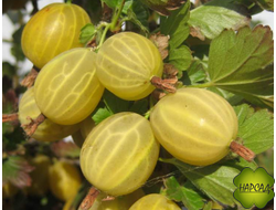 Крыжовник "Алтайский номерной" (слабошипованный, десертный вкус)