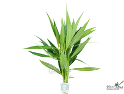 Гигрофила иволистная (ветка)