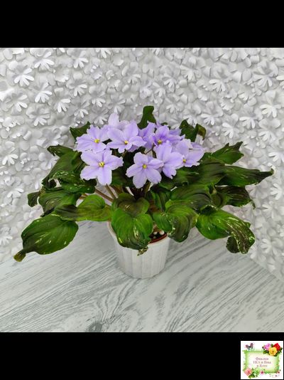 LV-Небо в Кармашке (Л. Шевелева) трейлер (пестролистный клакамас) сеянец