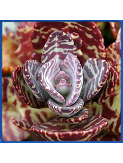 Kalanchoe humilis 'Desert Surprise'