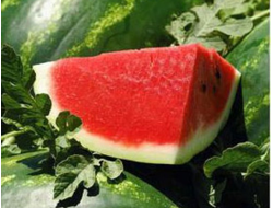 арбуз арашан семена