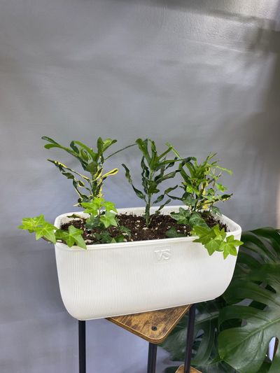 Композиция в горшке (кротон, хедера)