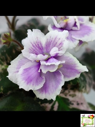 Mac&#039;s Jubilant Jamboree (G.McDonald) (Макс Джубилэнт Джэмбори)