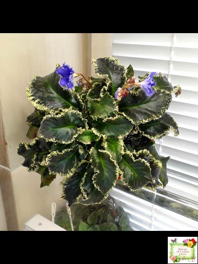 Senk&#039;s Try the Decaf (R. Follett/D. Senk) (9872) 01/30/2008 трейлер