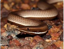 Лиалис Бартона (Lialis burtonis)