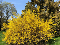 Декоративные деревья и кустарники - черенки