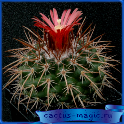 Parodia multicostata FR 733