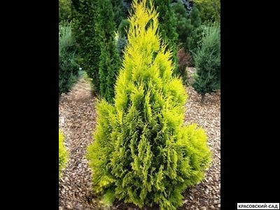 Голден Смарагд купить - Красовский-Сад.рф