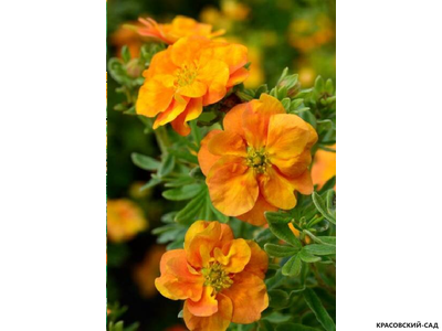 Лапчатка кустарниковая Оранж Стар