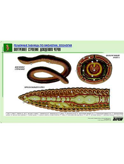 Рельефная таблица "Внутреннее строение дождевого червя" (формат А1, матовое ламинир.)