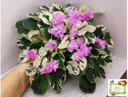 Cherokee Trail (L. Ray) трейлер (пасынок сорт посажен 06.10.25)