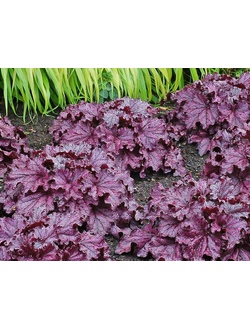 Гейхера гибридная "Форевер Пёрпл" Forever Purple