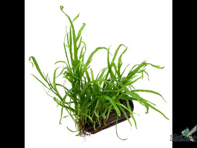 Папоротник Тридент на коряге