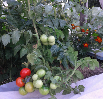 Семена томата Сирэл чойс